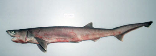 Heptranchias perlo-18.jpg